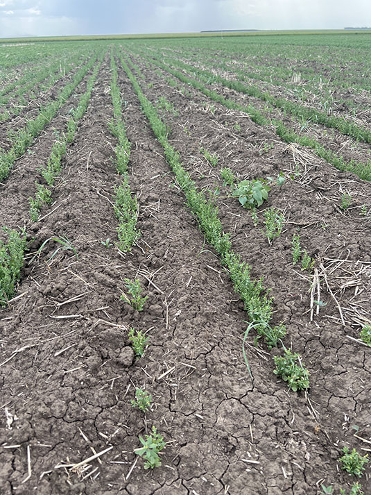 Flax grown using no till. Full image view opens in a new window.